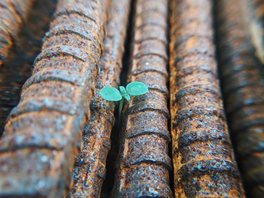 green sprout growing between re-bars